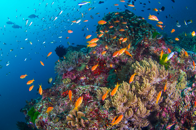 持続可能な海洋資源利活用のための海洋環境の保全
