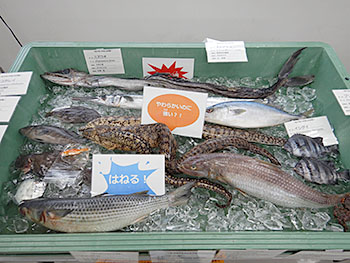 小川港漁業協同組合様のご厚意により集めた魚たちと、スタッフが集めた魚たち