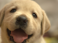 動物と暮らしている