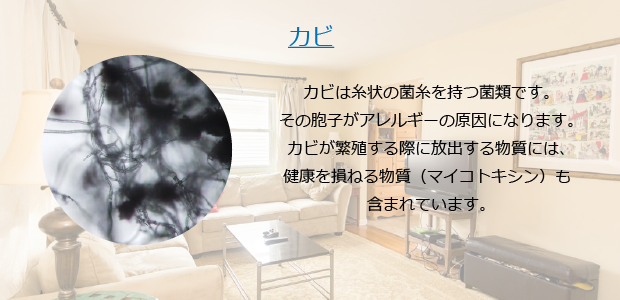 カビ