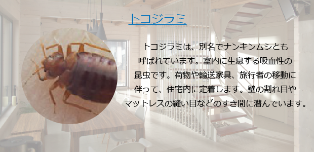 トコジラミ