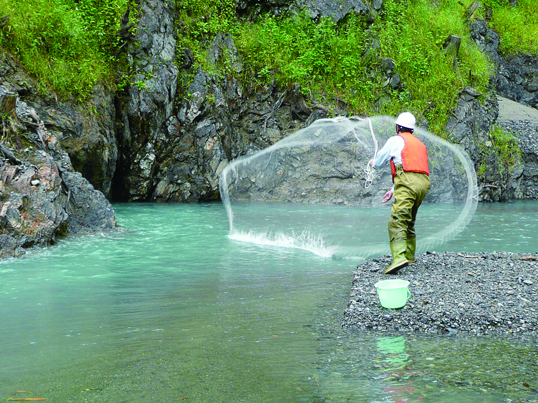 Fish surveys (cast net)