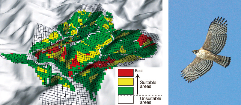 Analysis of suitable nestling site for mountain hawk-eagle