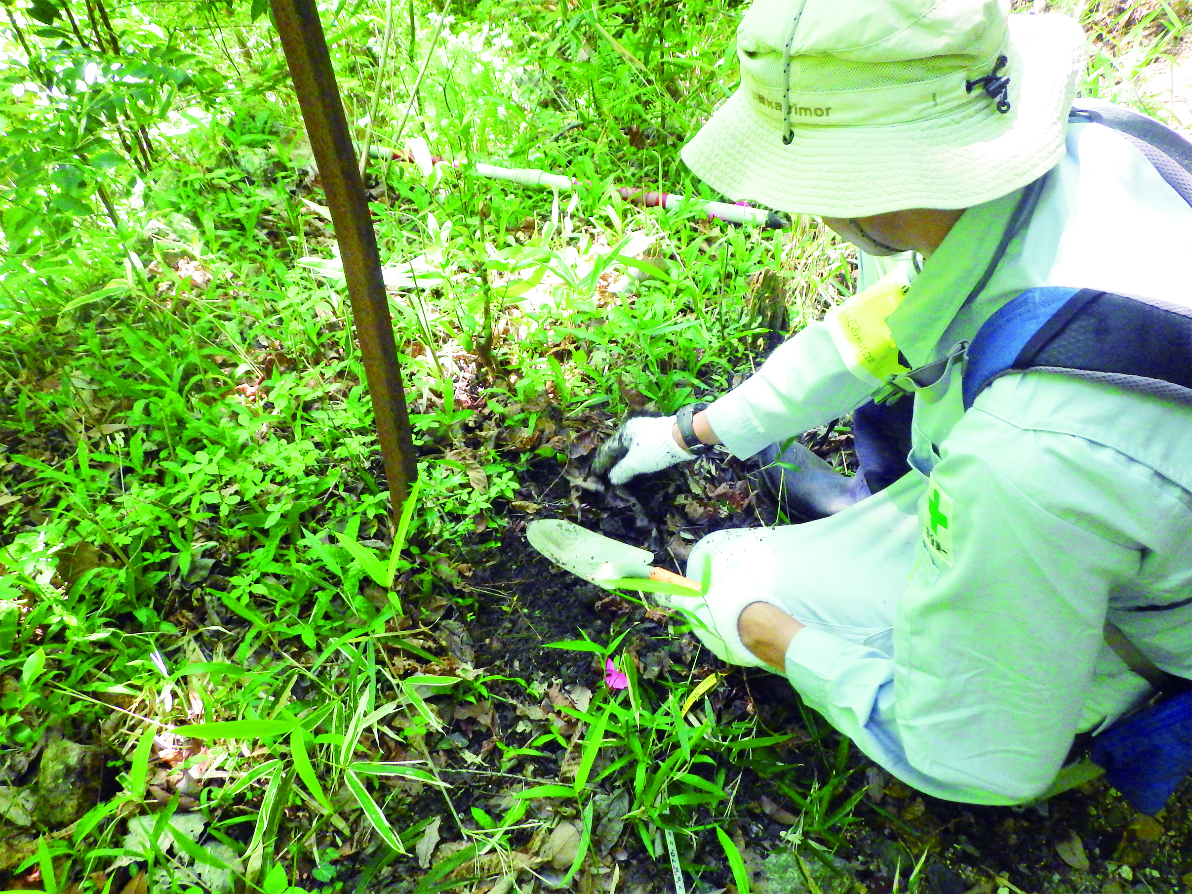 Transplanting rare plants