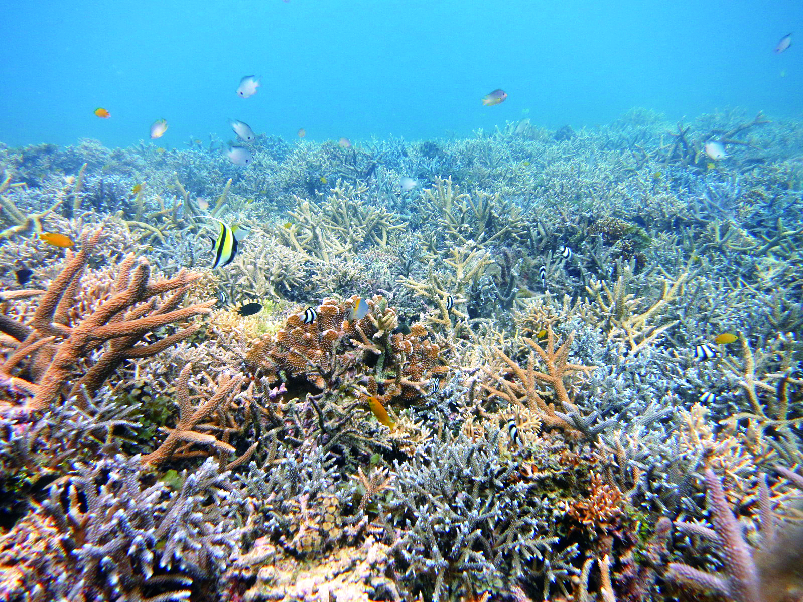 Transplanted coral assemblages