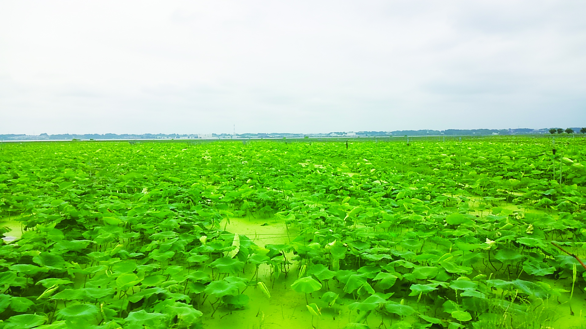 Economic value evaluation of the ecosystem services (Lake Kasumigaura)