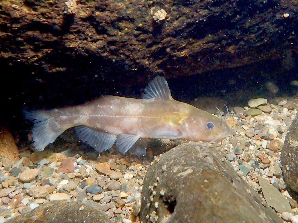 平成27年度 設楽ダム希少魚類飼育繁殖業務