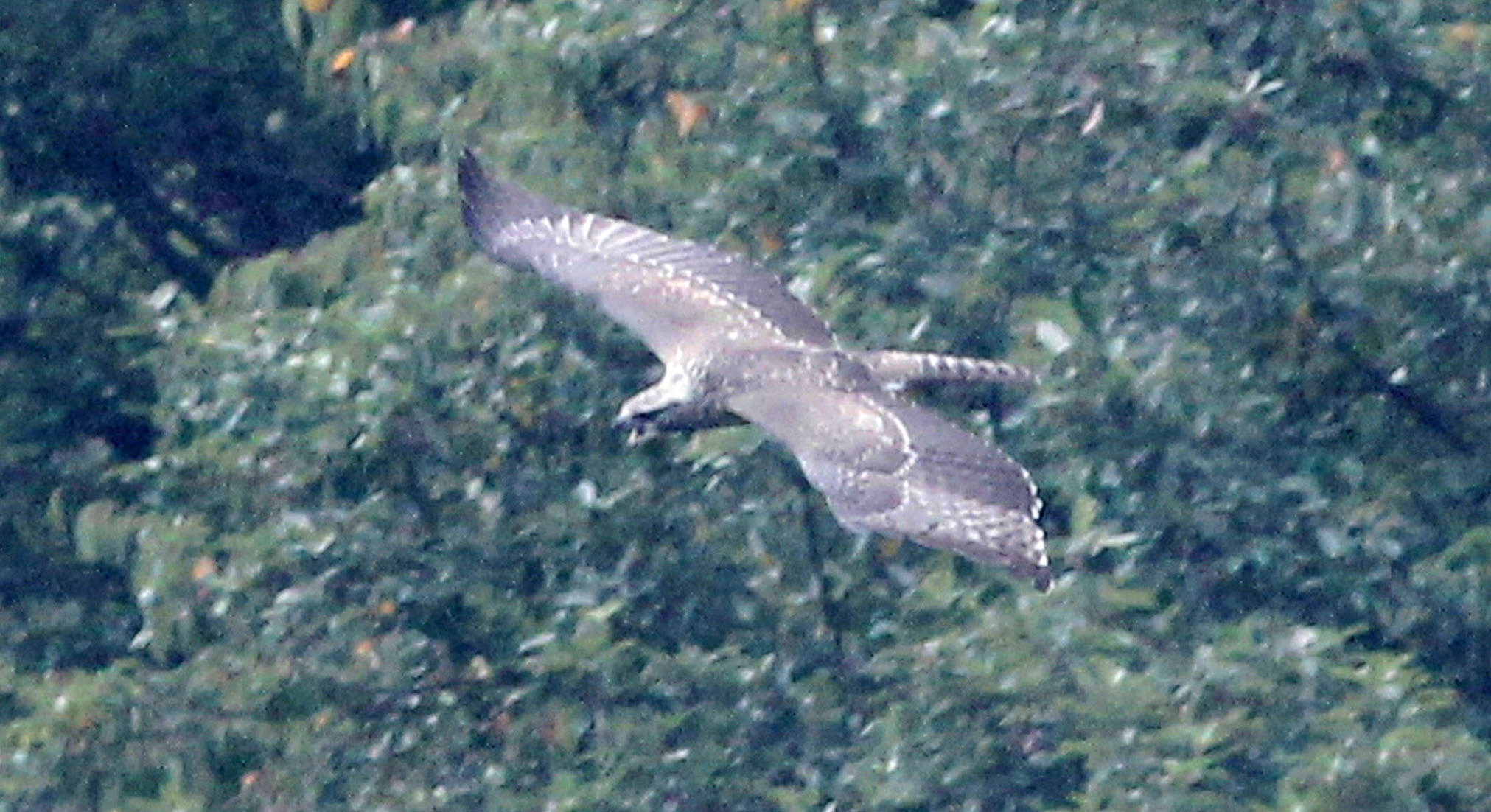 大分川ダム周辺環境調査業務