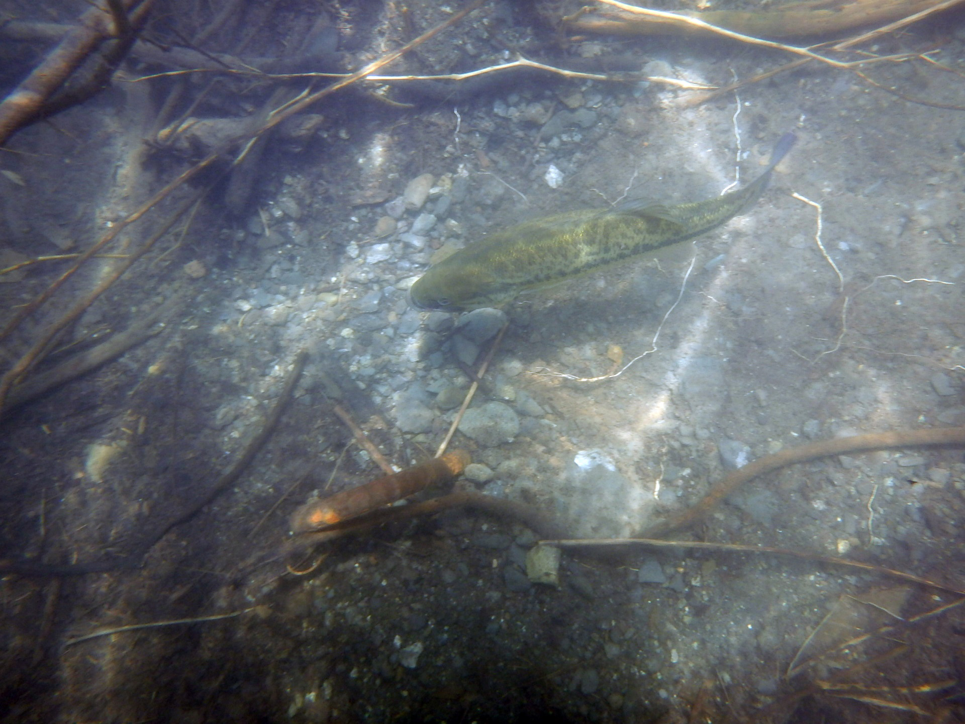 H30宮ヶ瀬ダム管内水辺現地調査(底生動物)業務