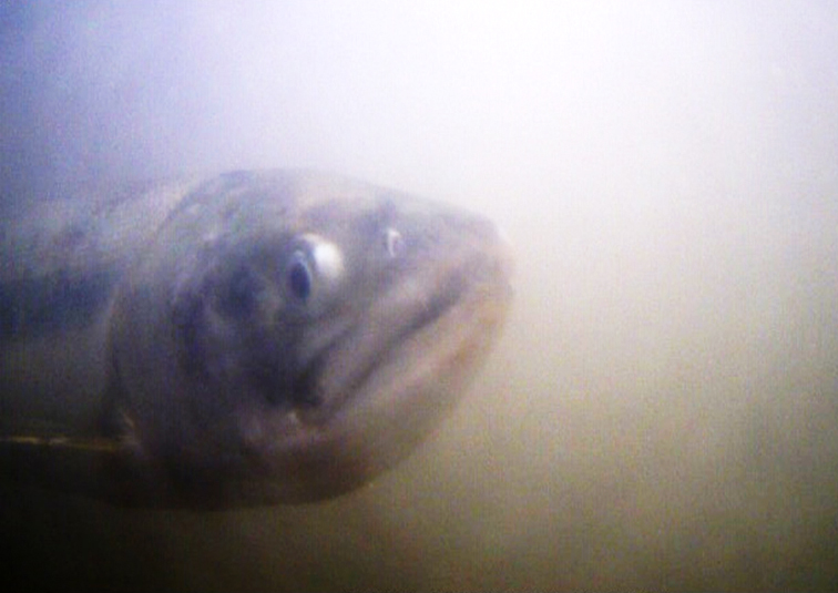 平成31年度関川水辺現地調査(魚類・底生動物)業務