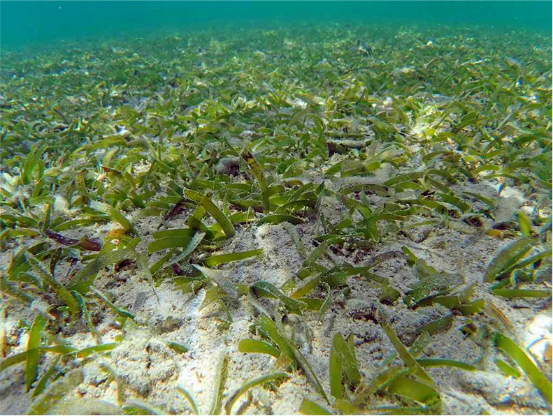 那覇空港滑走路増設海藻草類調査業務