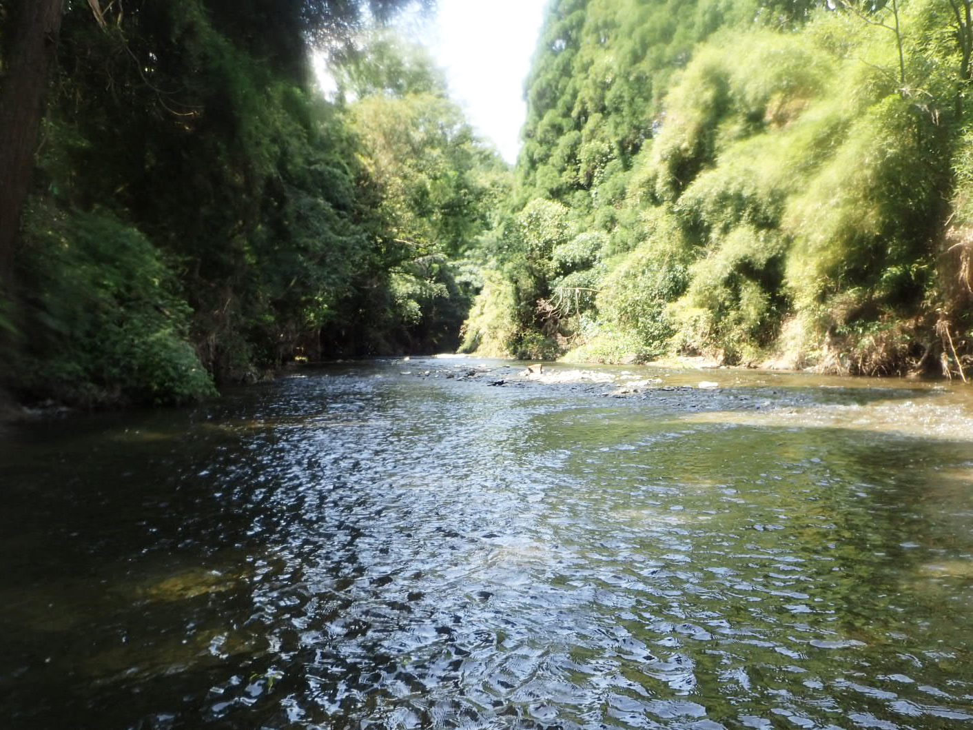 令和２年度 肝属川水系水辺現地調査(底生動物)外業務
