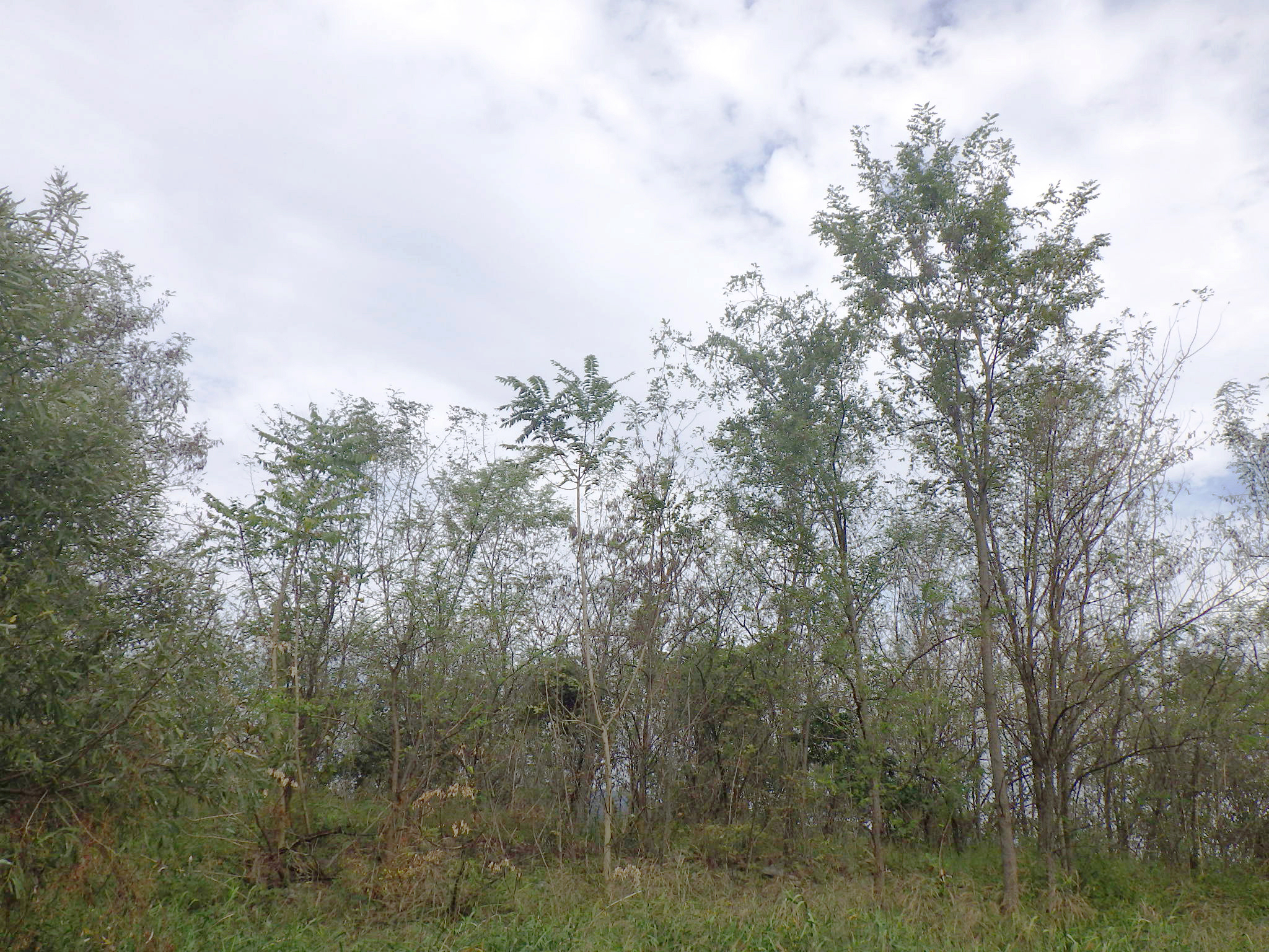 Ｒ５渡良瀬川環境検討業務