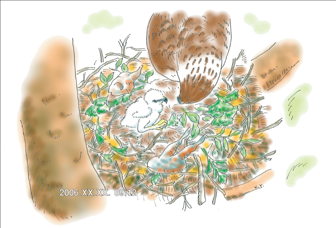 CCDカメラによる営巣地監視システム