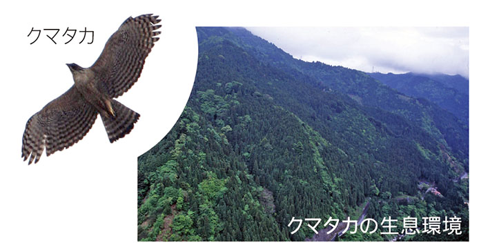 クマタカの生息環境