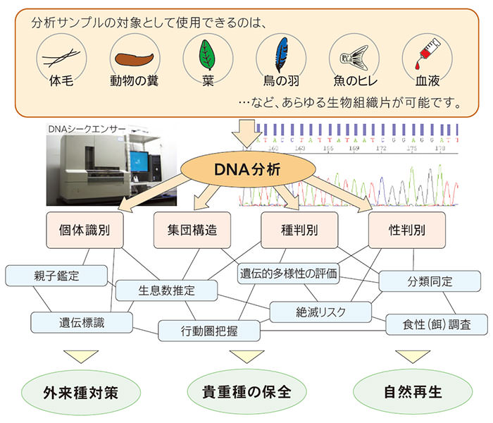 DNA分析の利点