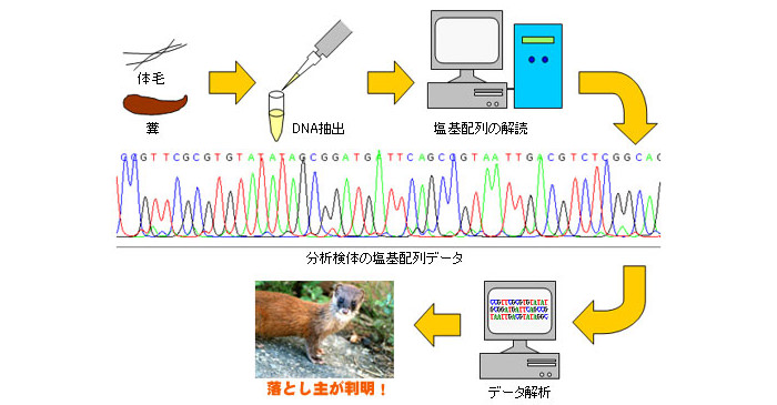 野生動物の毛や糞を使った種判別