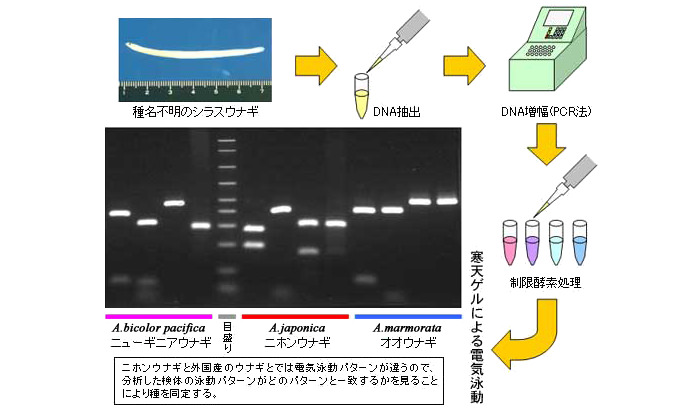 シラスウナギの種判別