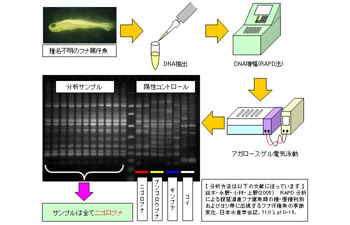 琵琶湖産フナ類の種判別