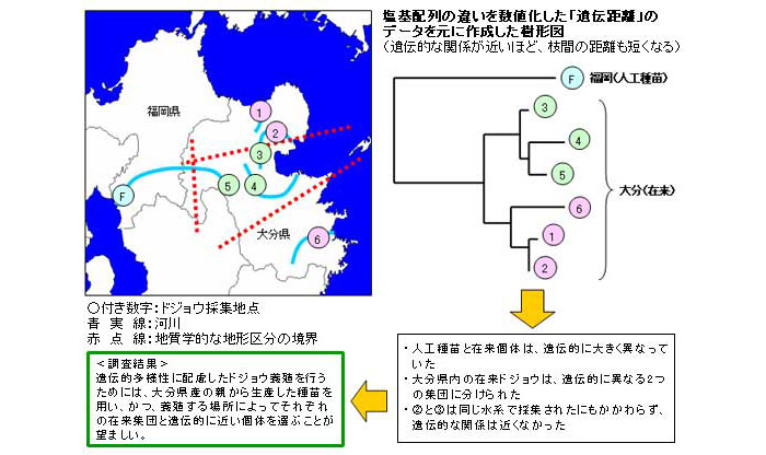 養殖ドジョウが在来ドジョウに及ぼす遺伝的な影響に関する調査