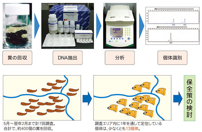 個体調査の流れ