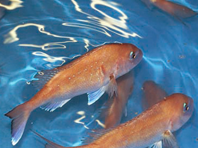 魚類飼育試験(毒性試験,成長試験,魚病試験など)