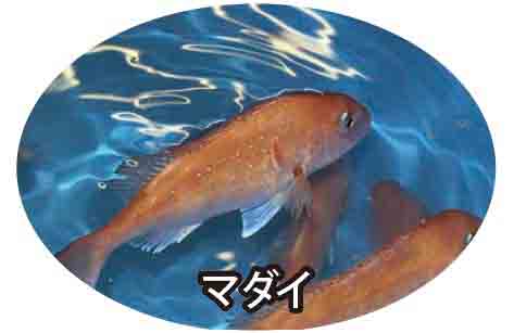 マダイ