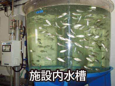 施設内水槽