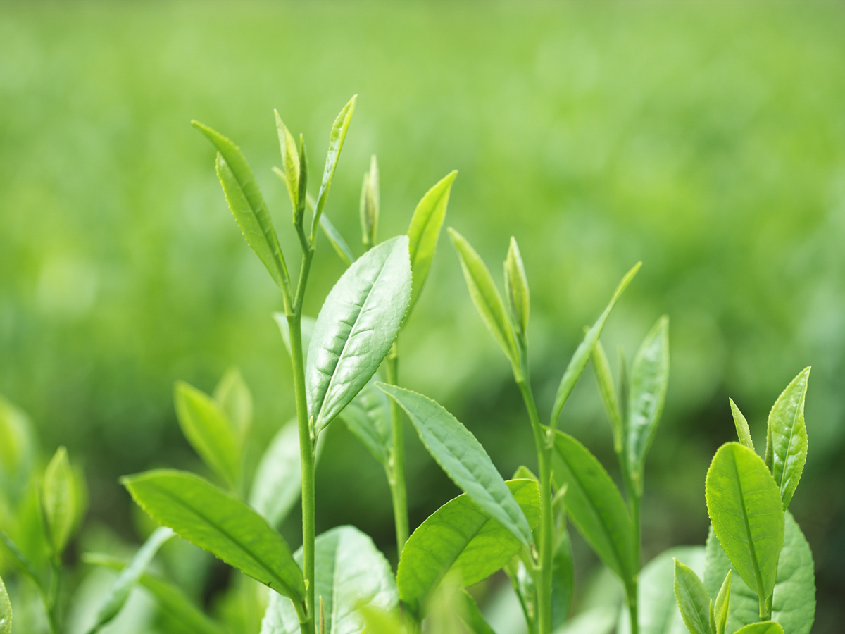 グリーン購入物品の表示の信頼性