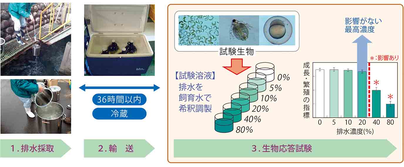 排水採取から生物応答試験までの流れ