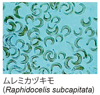 ムレミカヅキモ