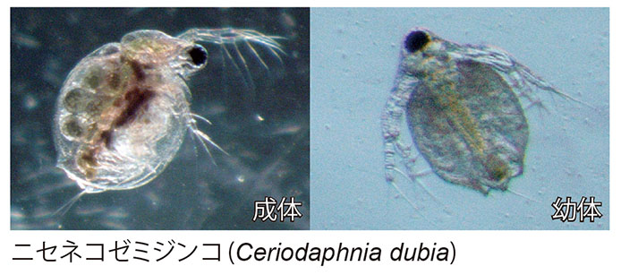 ニセネコゼミジンコ