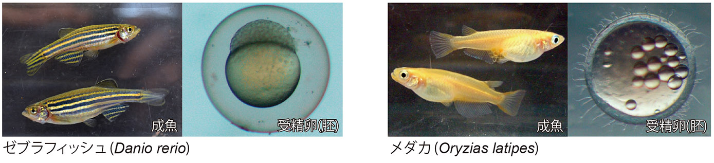 ゼブラフィッシュ(左)・メダカ(右)