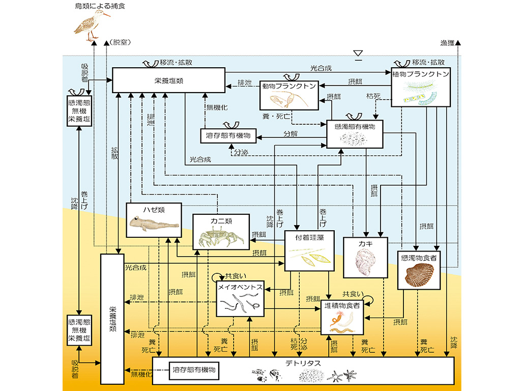 干潟・藻場生態系モデル