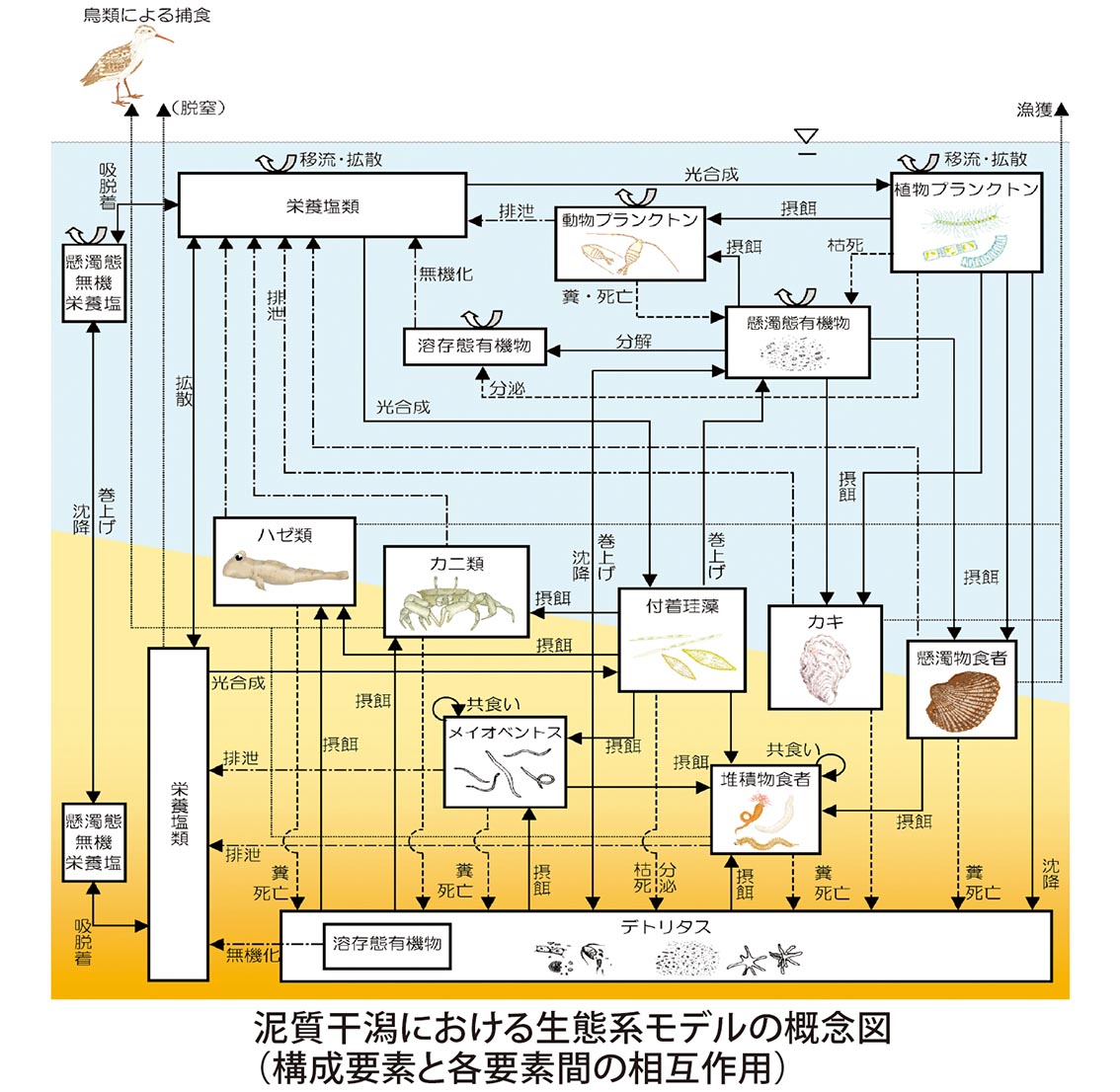 泥質干潟における生態系モデルの概念図(構成要素と各要素間の相互作用）