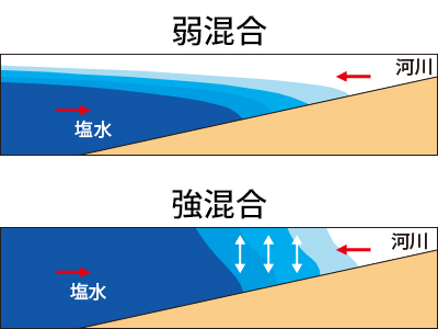 河口域の塩水遡上シミュレーション
