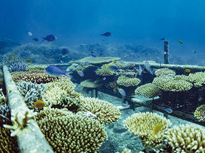 サンゴ礁の再生と創造-連結式着床具によるサンゴ種苗移植-(特許番号:特許第3530838号)