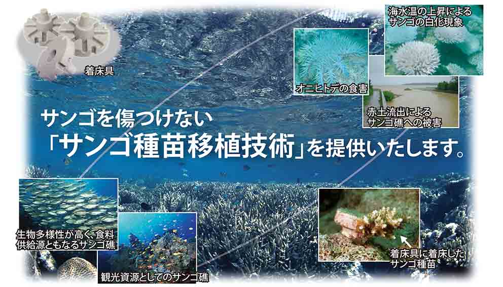 サンゴ種苗移植技術