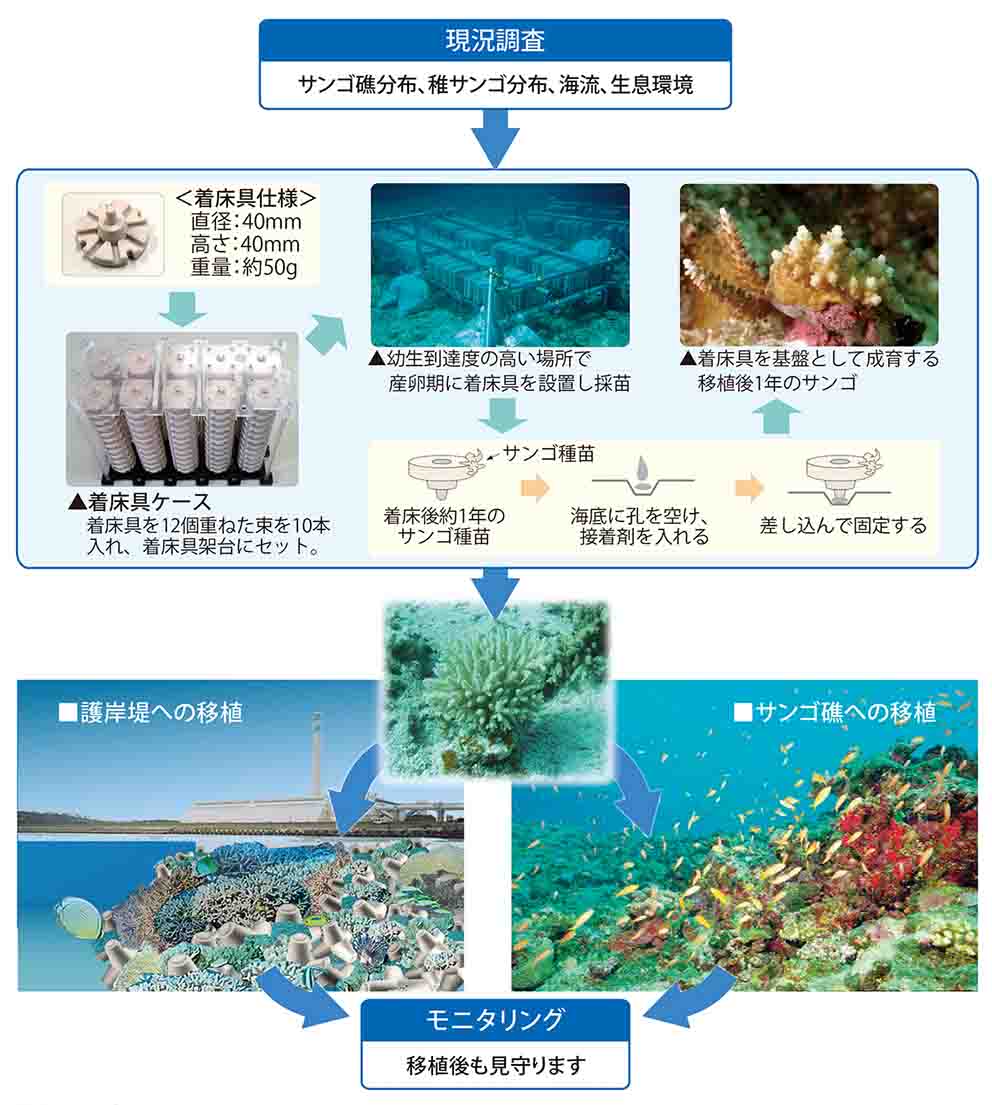 サンゴ礁の再生・創造の流れ