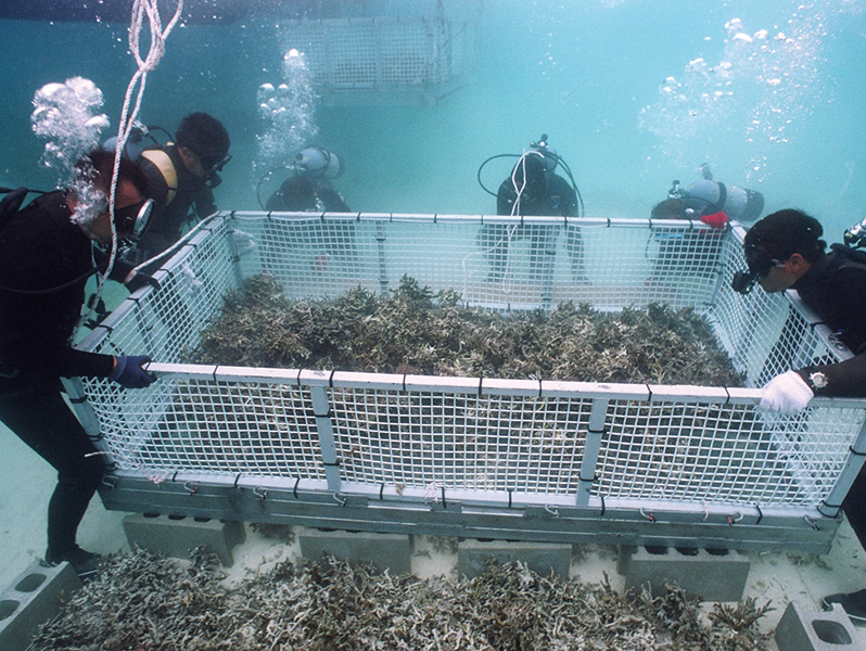 サンゴ群集移設法-自然のまま効率的かつ大規模に移設する技術-(特許番号:特許第5270711)
