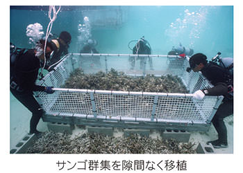 サンゴ群衆を隙間なく移植