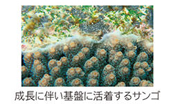 成長に伴い基盤に活着するサンゴ