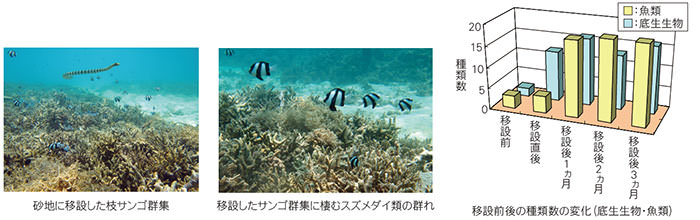 移設後のサンゴ
