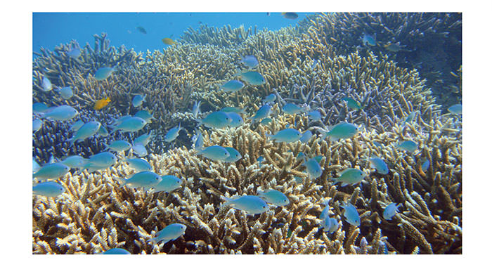 サンゴの海