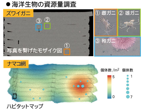 海洋生物の資源量調査2