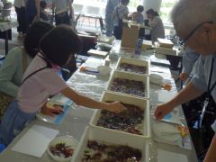 いろいろな海藻が材料です