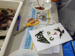 海藻を使って自分だけの絵を作ります