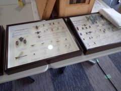 コスモスクエア周辺の昆虫を学びました