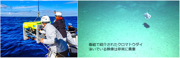 調査風景とクロマトウダイ