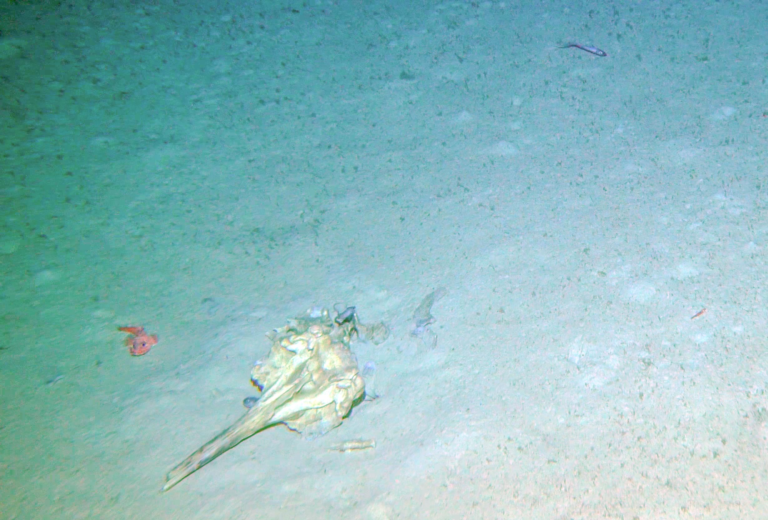 海底で見つかった鯨骨